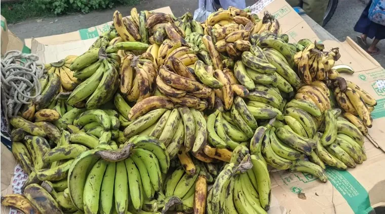 ঝালকাঠিতে স্কুল ফিডিংয়ে শিক্ষার্থীদের হাতে পচা কলা